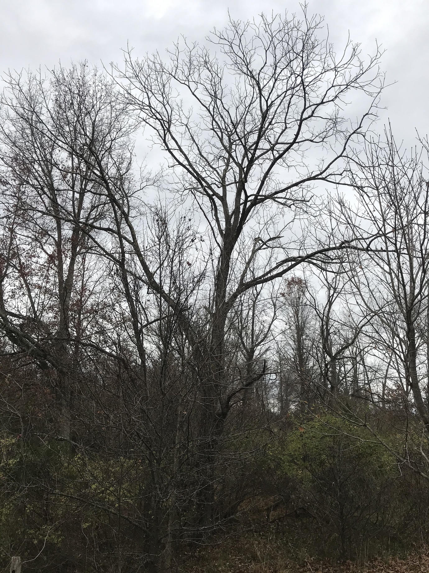 What Nut Trees in Northeast? General Fruit Growing Growing Fruit