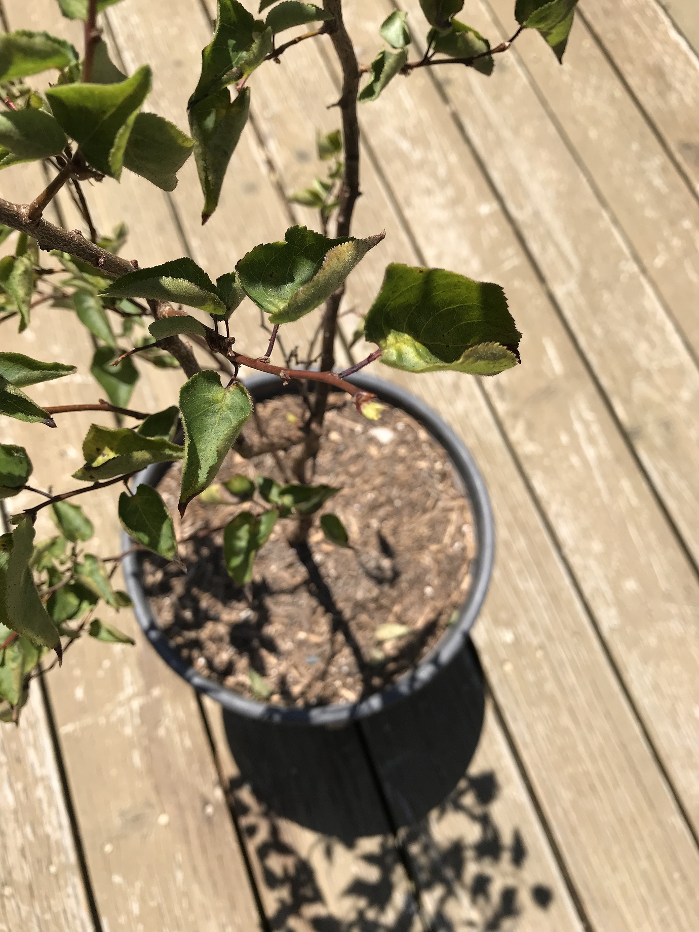 Young Apricot Tree Leaves Curling and Dropping General Fruit Growing