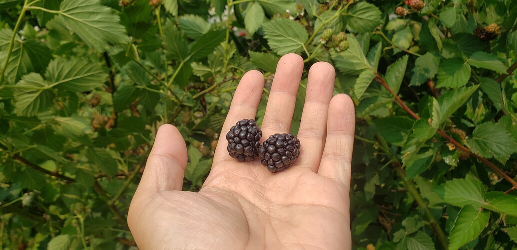 Ponca Blackberry General Fruit Growing Growing Fruit
