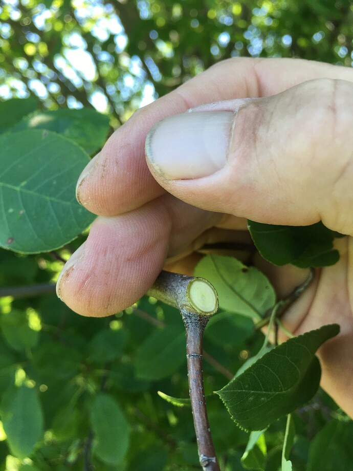 Okatsune Cut two (another cut below the first angled cut)