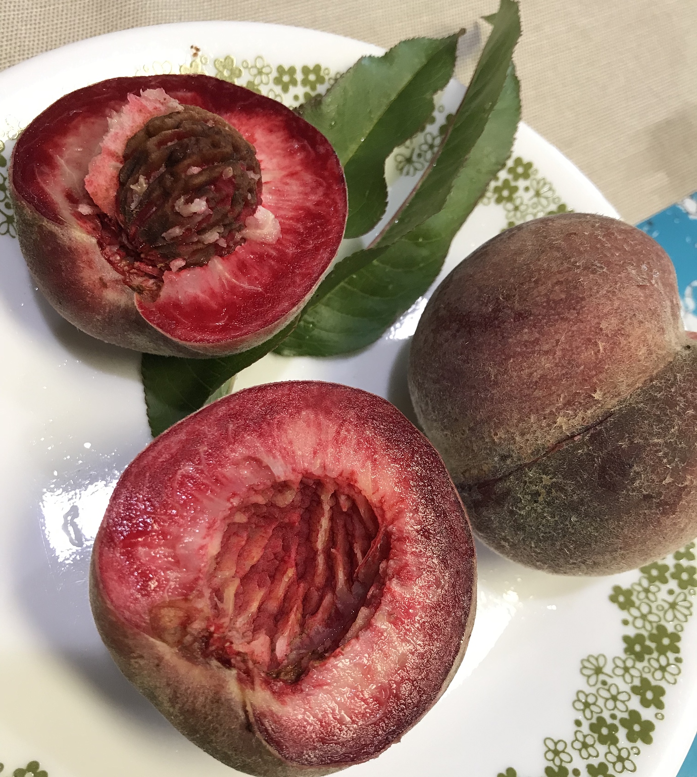 Indian Blood Peach a Bust in the Northeast General Fruit Growing