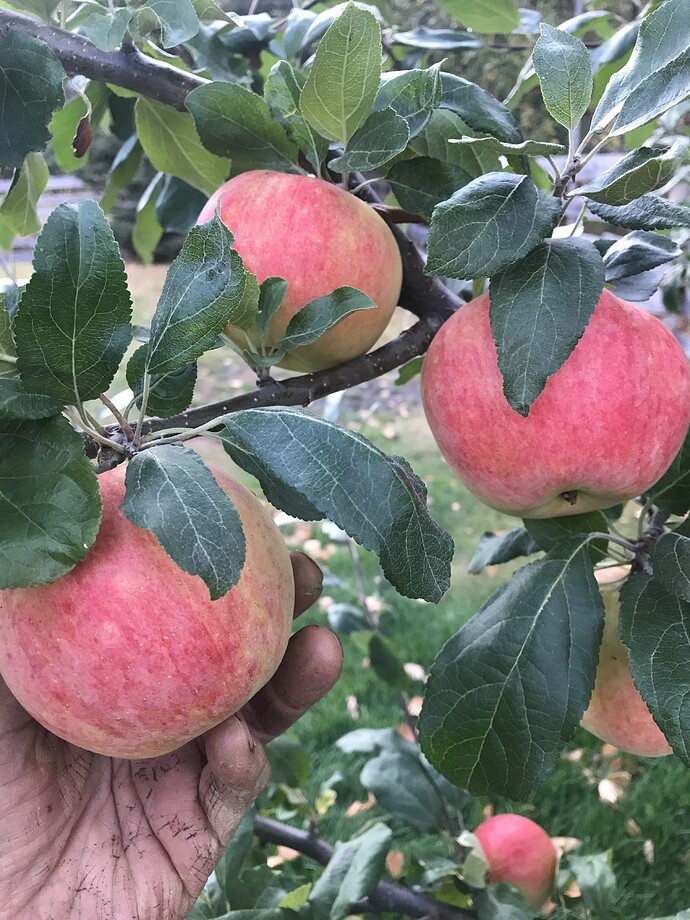 Is this a Zestar apple? General Fruit Growing Growing Fruit