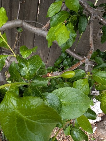 PXL_20250515_200111510