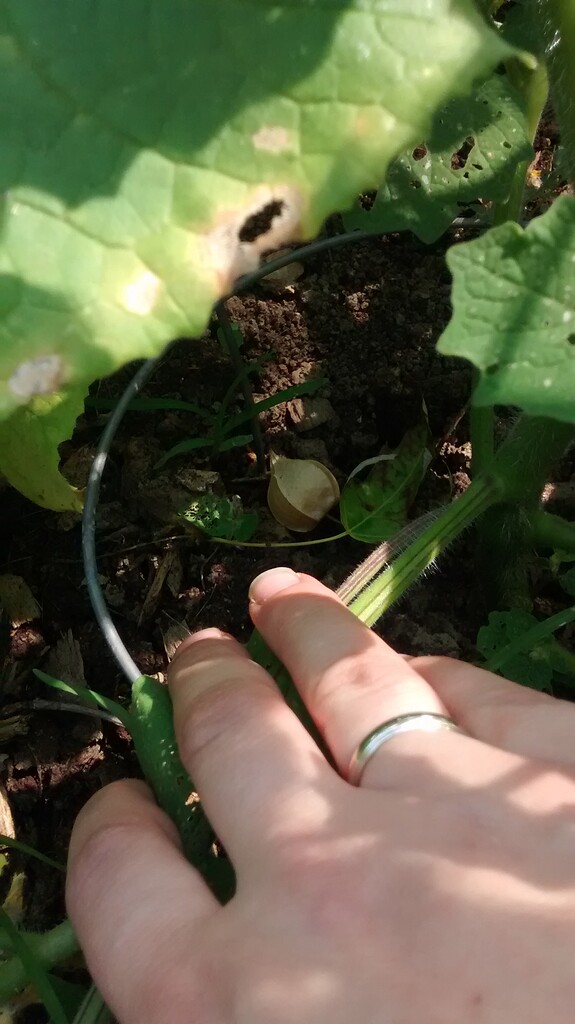 Ground cherries/golden berries/physalis General Fruit Growing