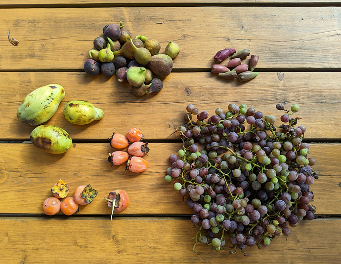 Fall%20Fruits2