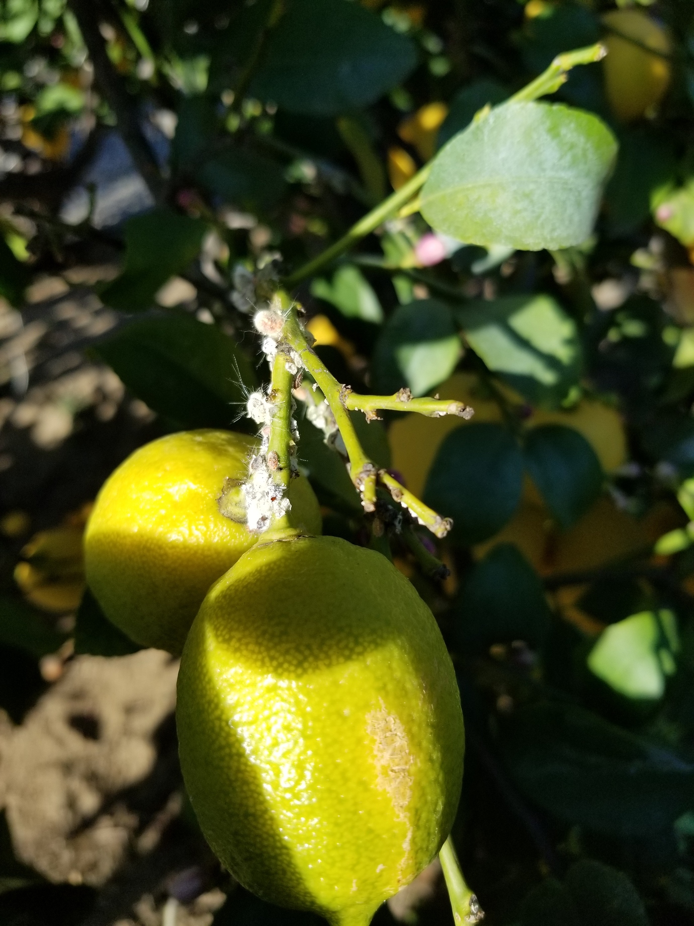 White fuzz on lemon branches General Fruit Growing Growing Fruit