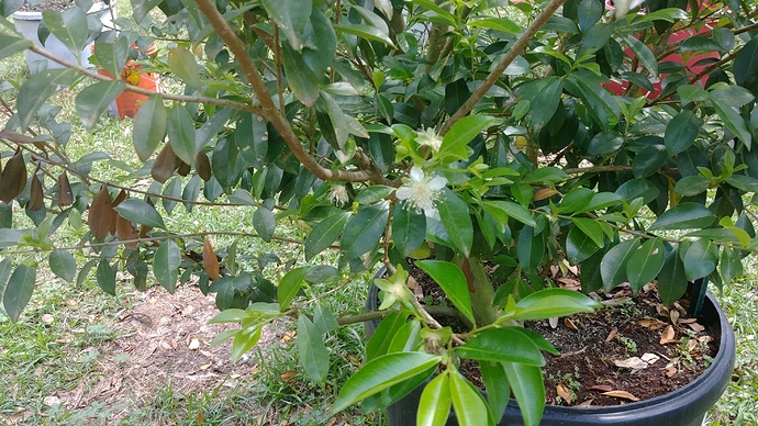 Cherry%201