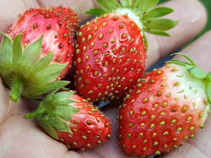 Mara%20des%20Bois%2008-22-2020