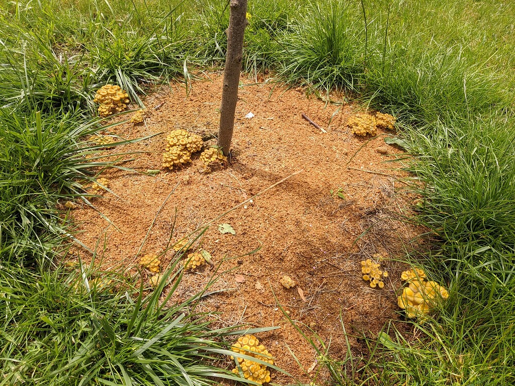 How to enjoy some fruiting bodies on young trees General Fruit Growing Growing Fruit