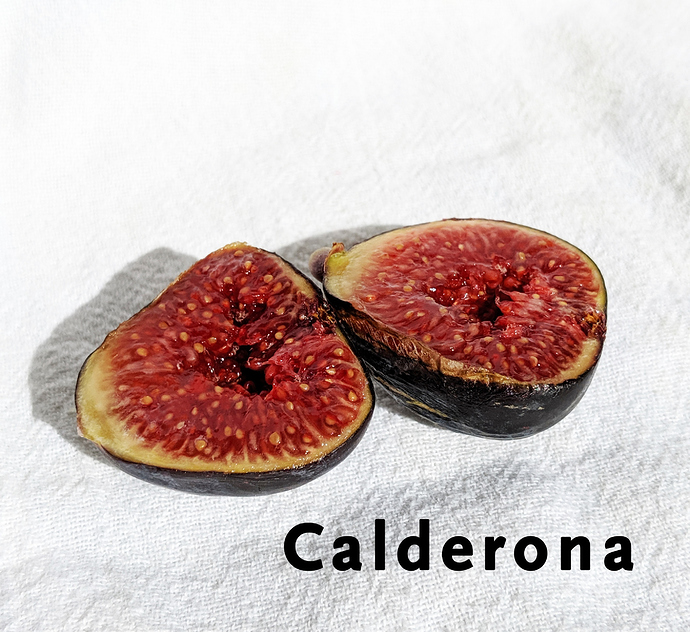 Calderona2