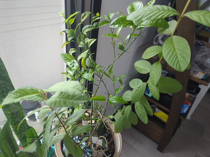 17390328617194868582849752290058