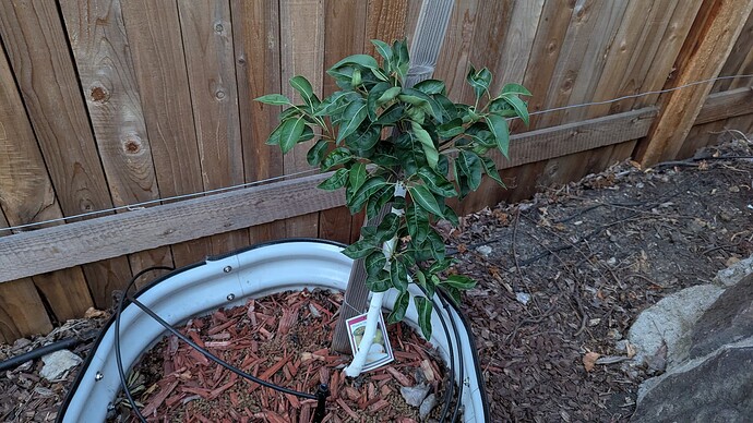 PXL_20250604_032932783