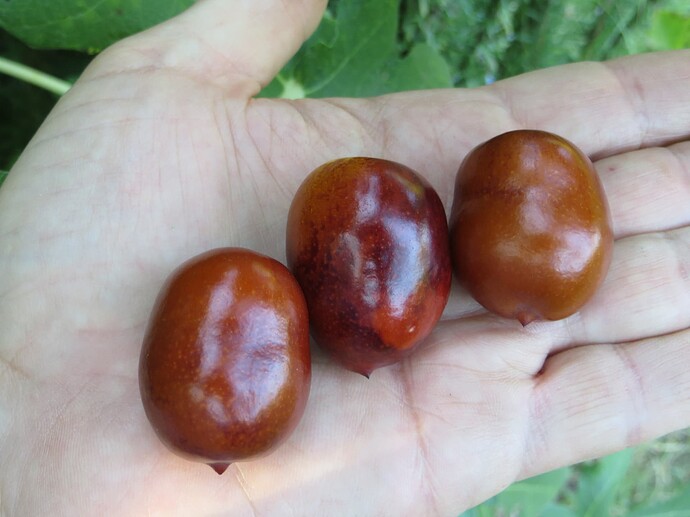 Orange Beauty jujubes showing pointy tips