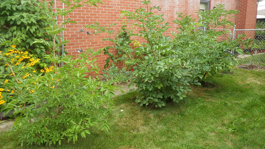 Pruning elderberries General Fruit Growing Growing Fruit