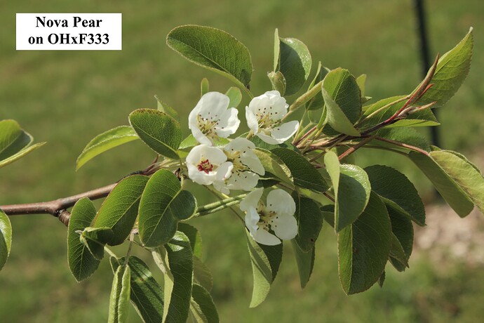 Nova Pear