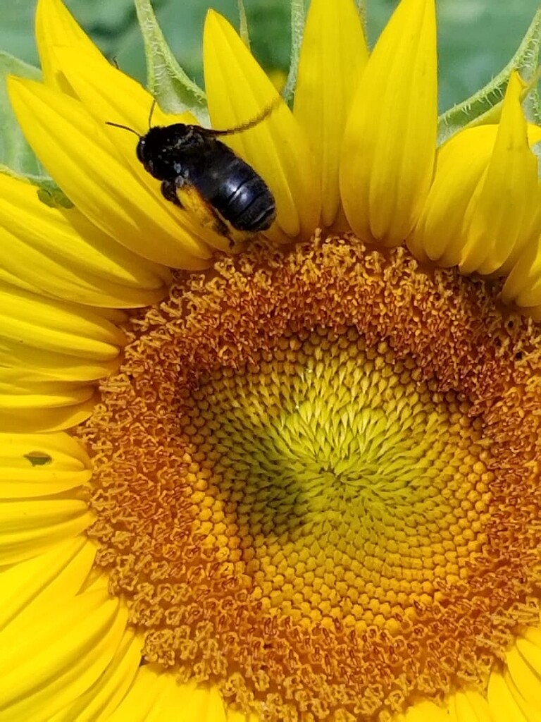 Bee ID - Pictures! - Growing Fruit