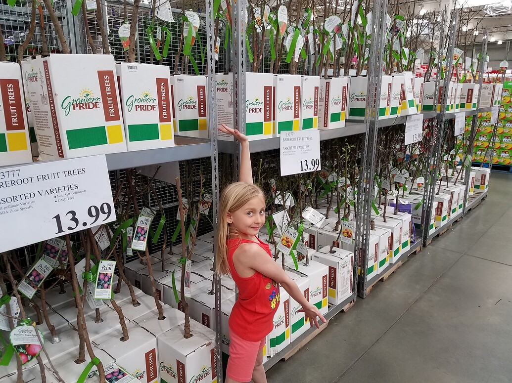 Costco Trees General Fruit Growing Growing Fruit