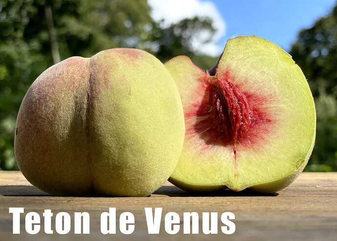 Teton de Venus
