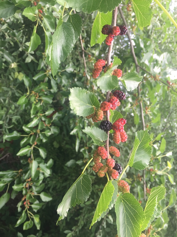 16F1FA5D-C2C5-41AB-BF66-CD87C9B709F3