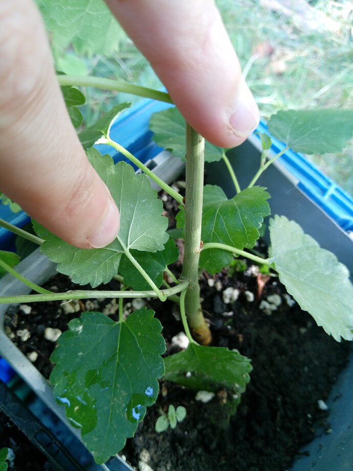 IMG_20240907_111857_344