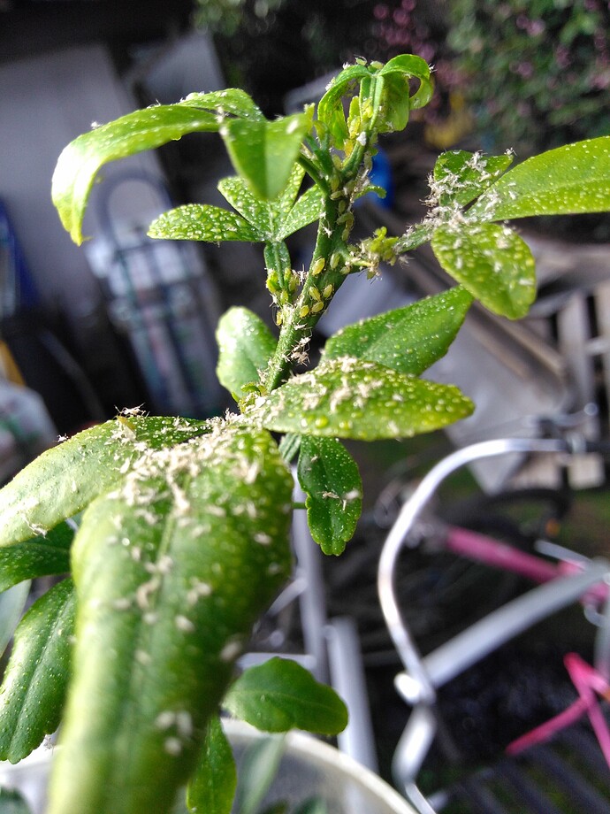 IMG_20210323_164051999