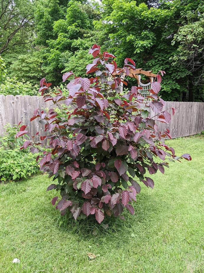 crimson hazelnut