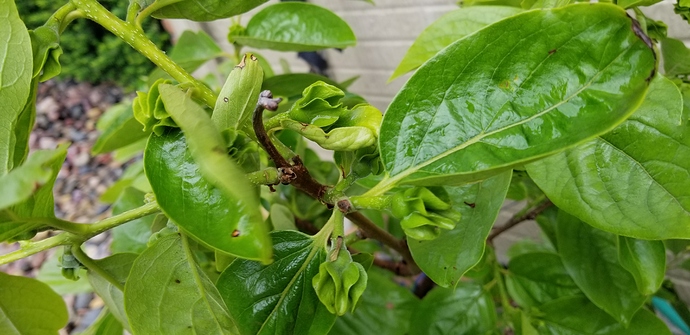 15909310369643071398860109175579