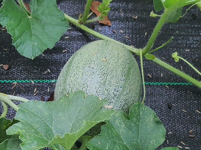 July 22,2021 Melons