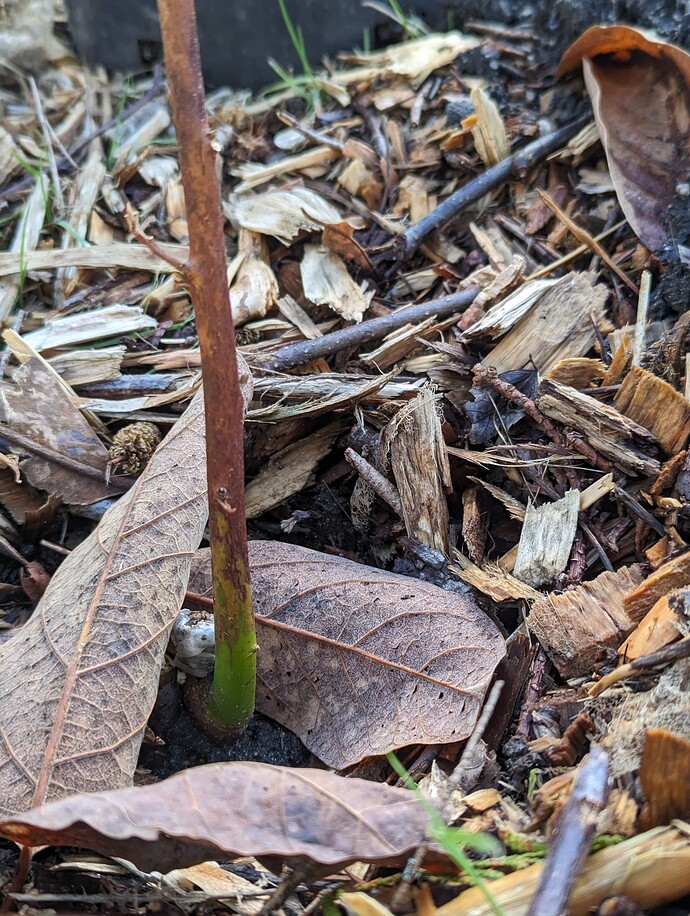 PXL_20240304_170655238