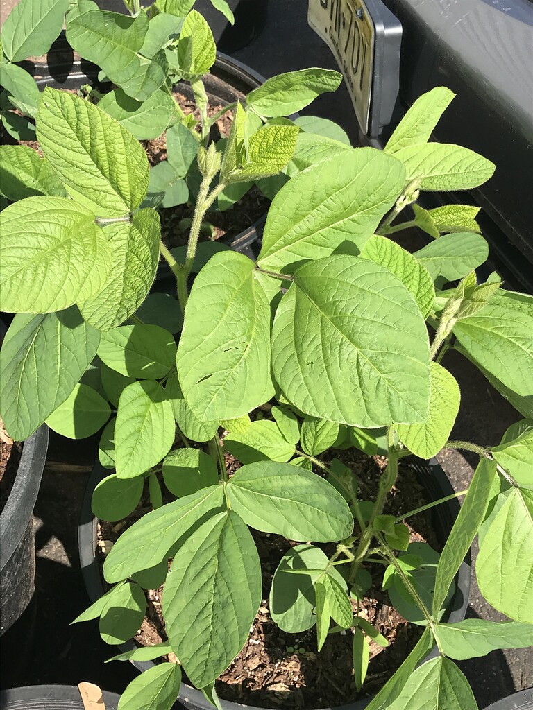 Grow Edamame or Soybean in Pot General Gardening Growing Fruit
