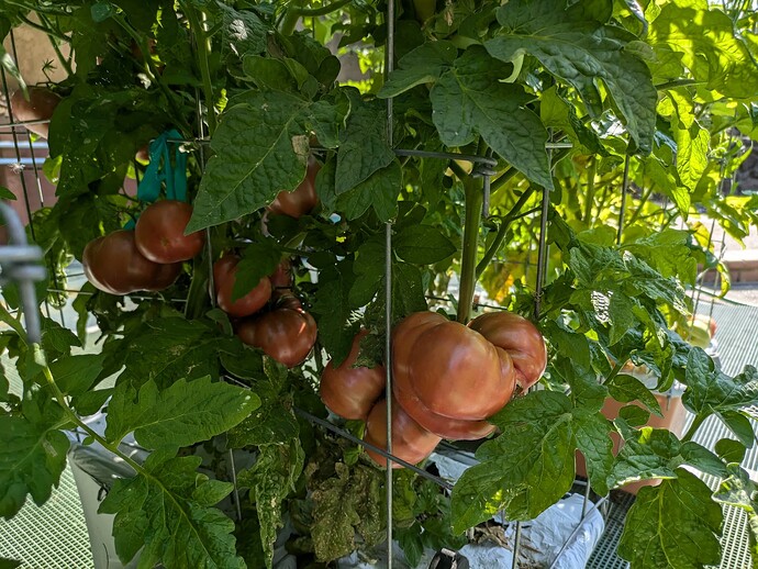 PXL_20240713_235302412