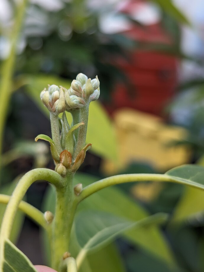 PXL_20240326_192117389