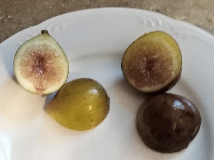 sliced%20alma%20figs%208-19