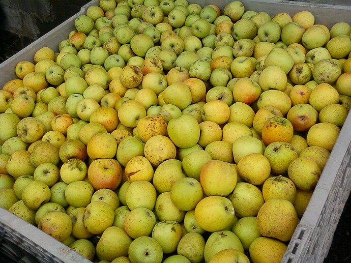 Prospect Hills Orchard 'GoldRush'