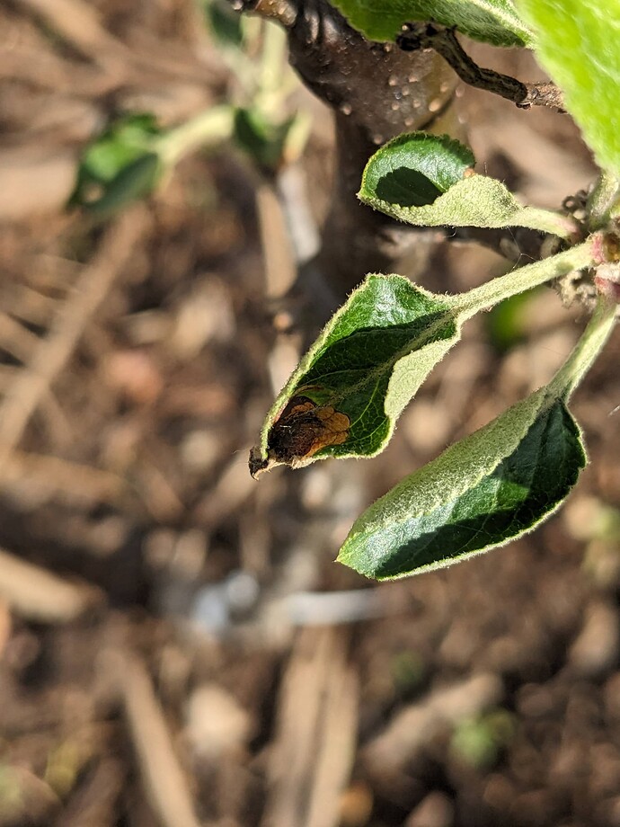 PXL_20240528_205336796.MP