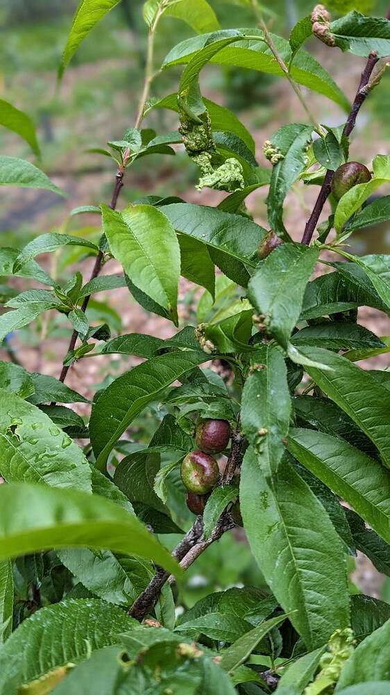 95c6d83c0d3024e7d4da007865a207d2.0