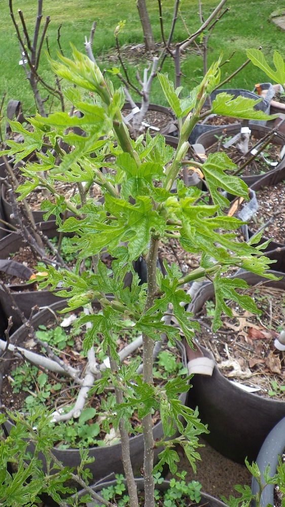 mulberry%20nigra%20001