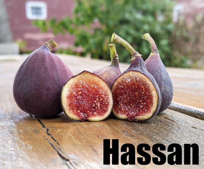Hassan_2024d