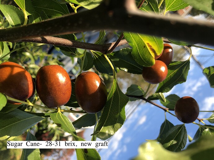 Sugar_Cane_ph_10-22-2021