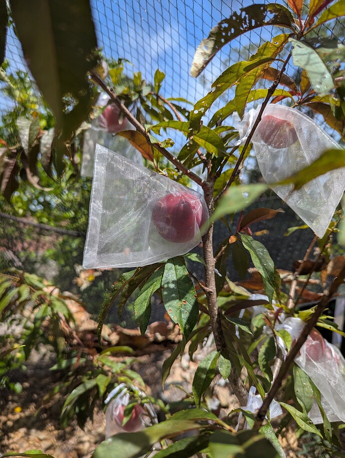 PXL_20250501_185509215