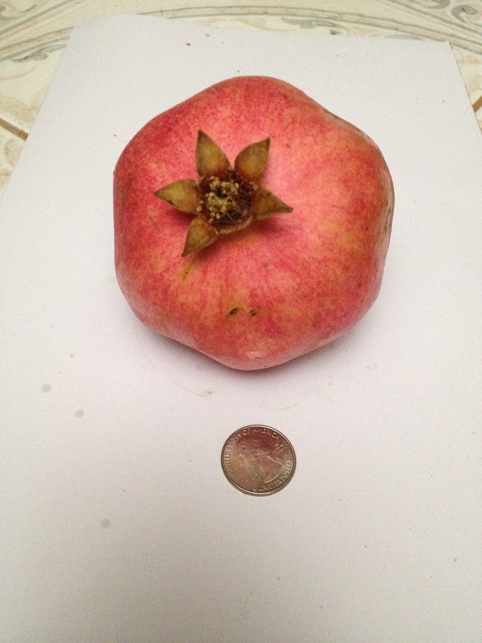 pomegranate%20
