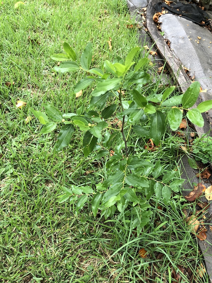 New_sucker_08-16-2020