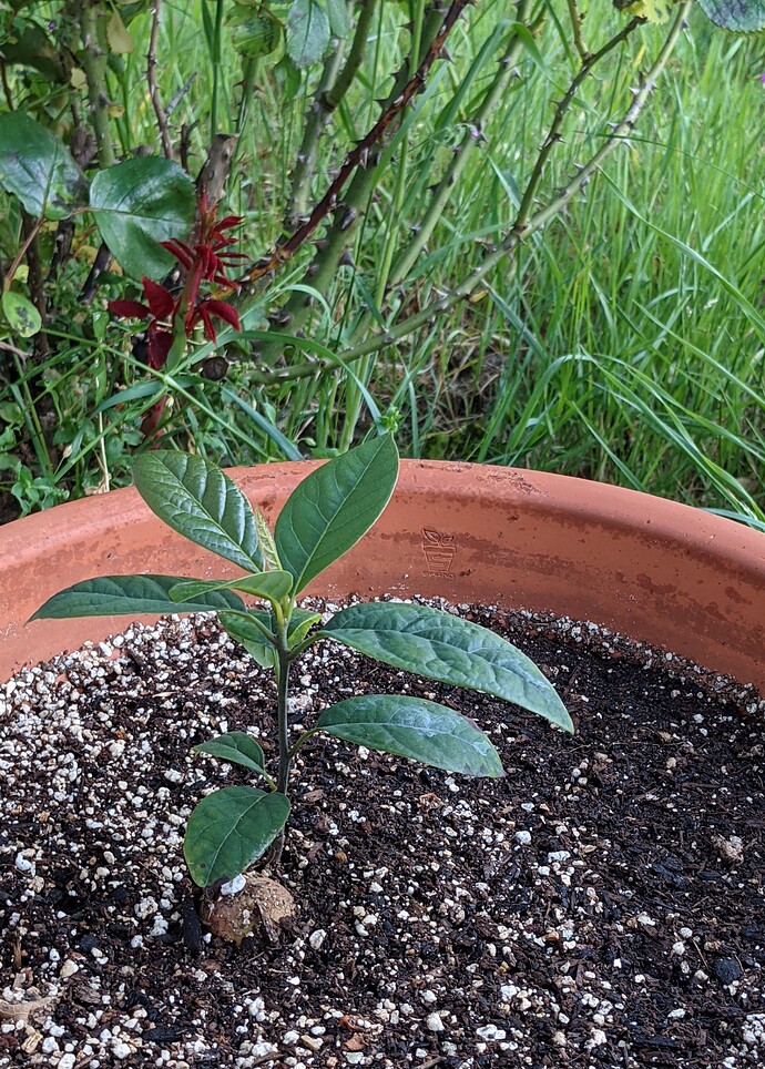 PXL_20210521_032441016