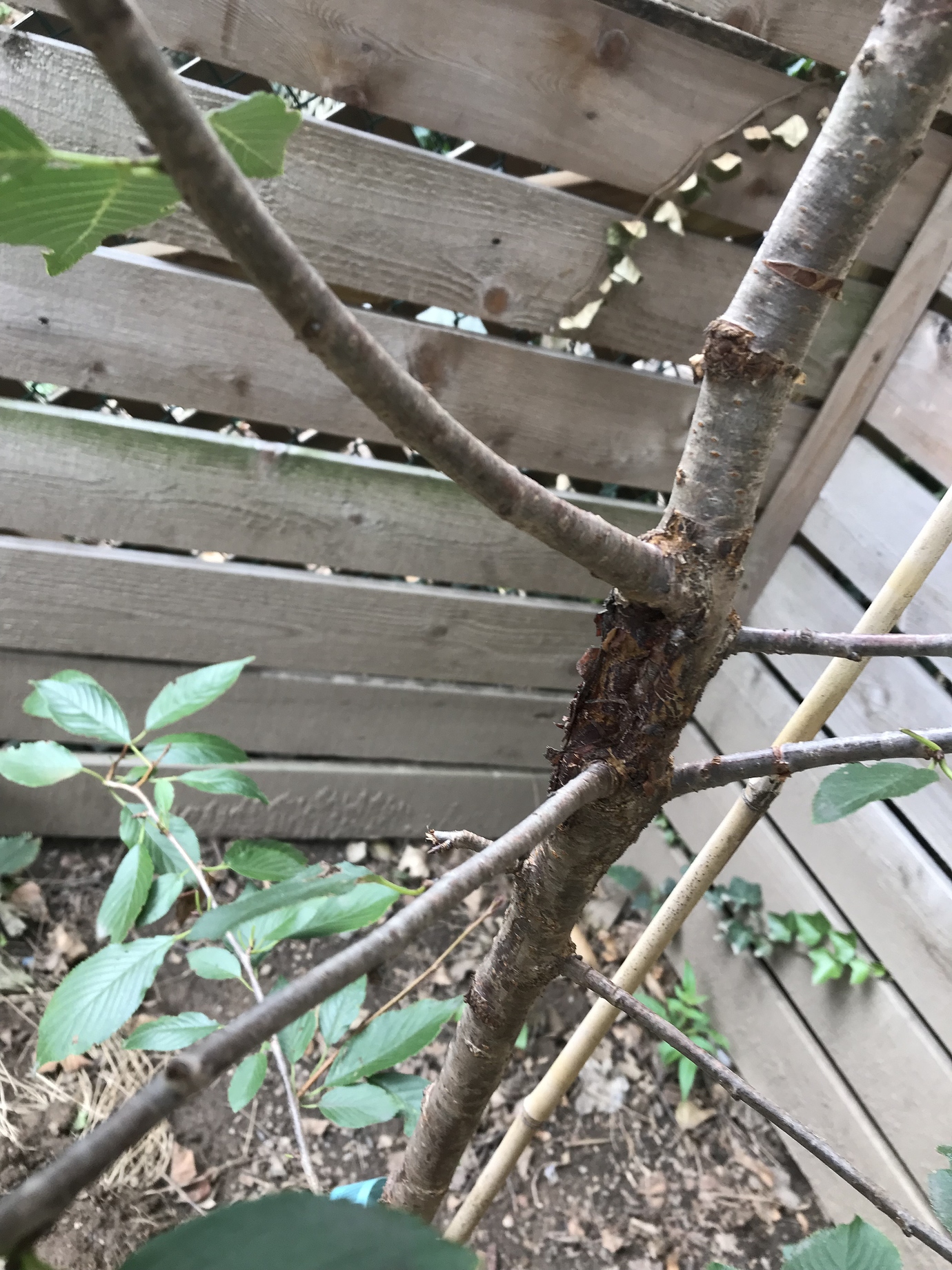 Bark damage on cherry tree General Fruit Growing Growing Fruit