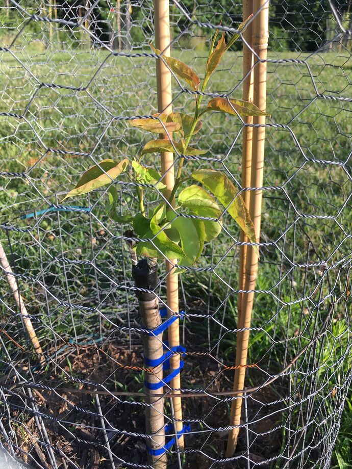 Shin Li pear 6.28.2022