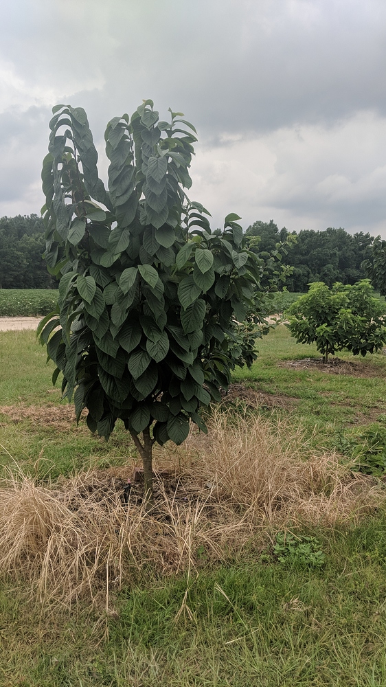 IMG_20180713_130903[1]