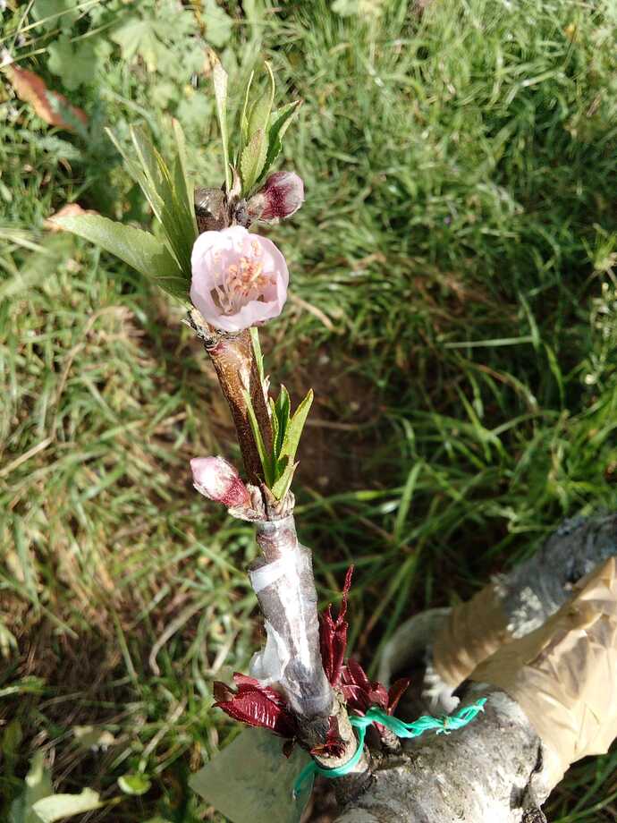 Imagem WhatsApp 2023-03-30 às 14.09.11