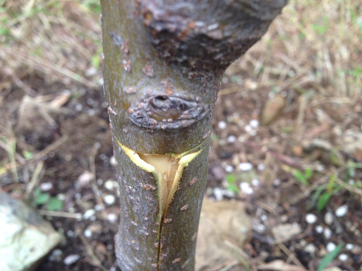 Just exactly what color is the cambium anyway? General Fruit Growing