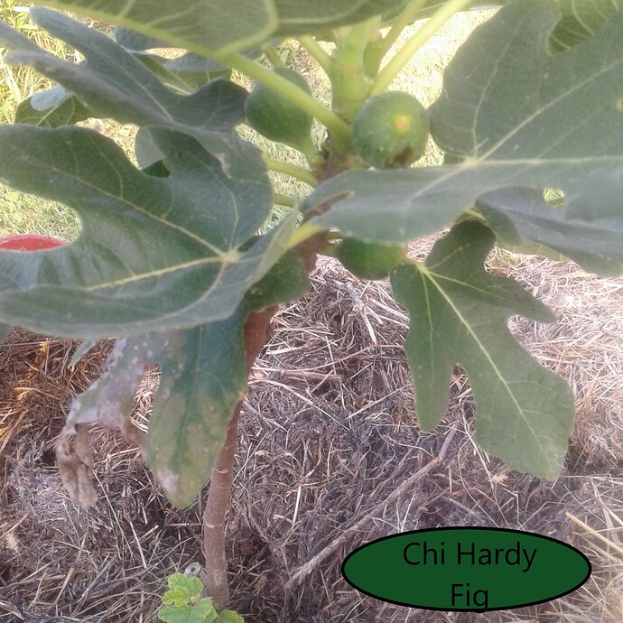 Chi Hardy Fig  8.11.2022