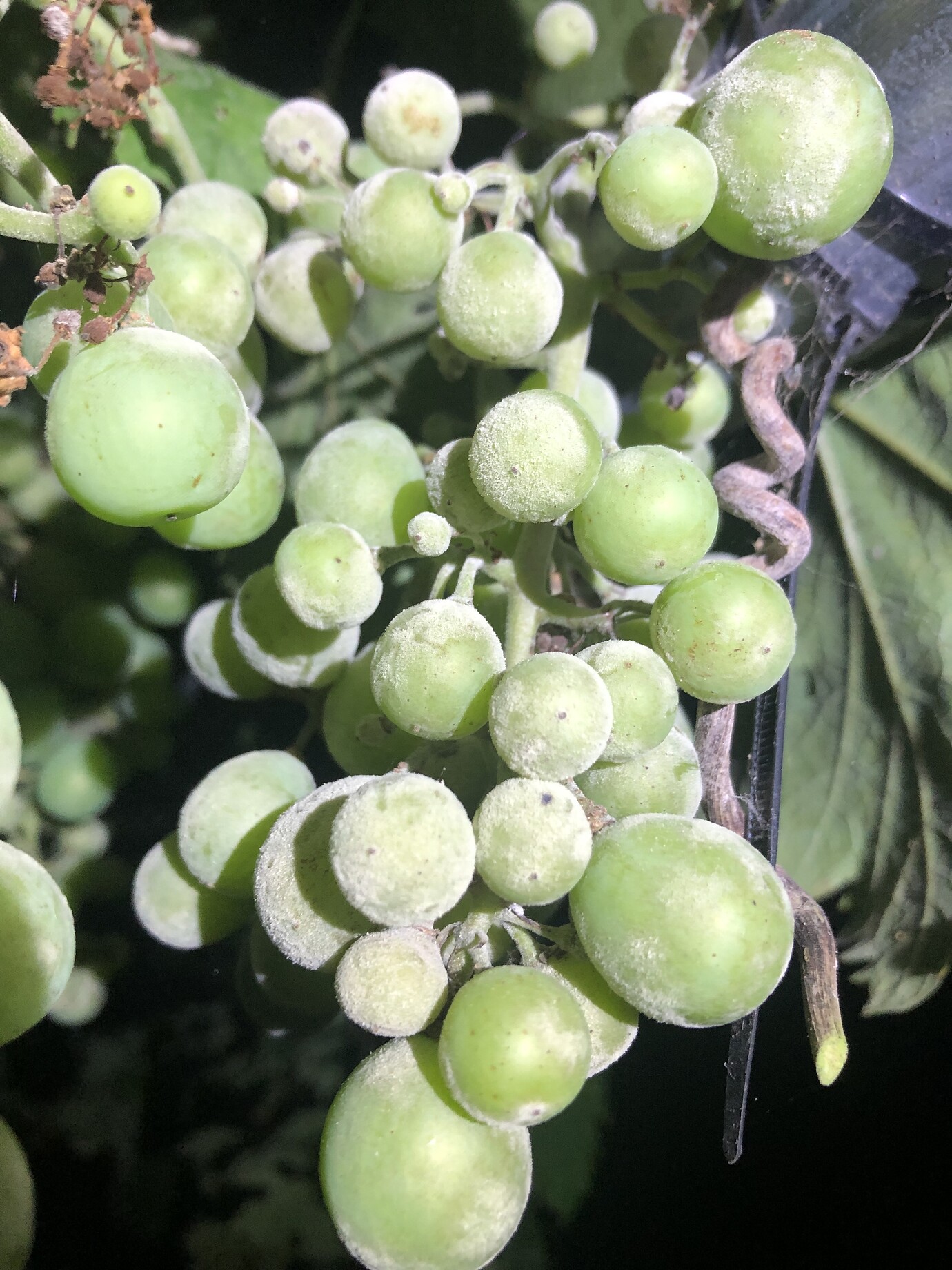 Powdery mildew on grapes General Fruit Growing Growing Fruit